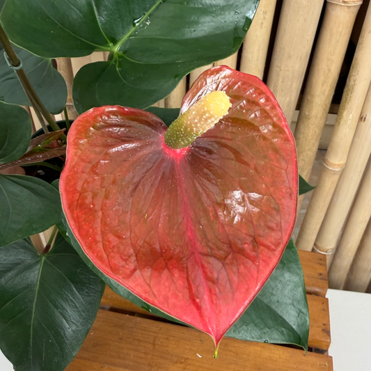 Anth. Copper (Seedling) (5.5" Pot)
