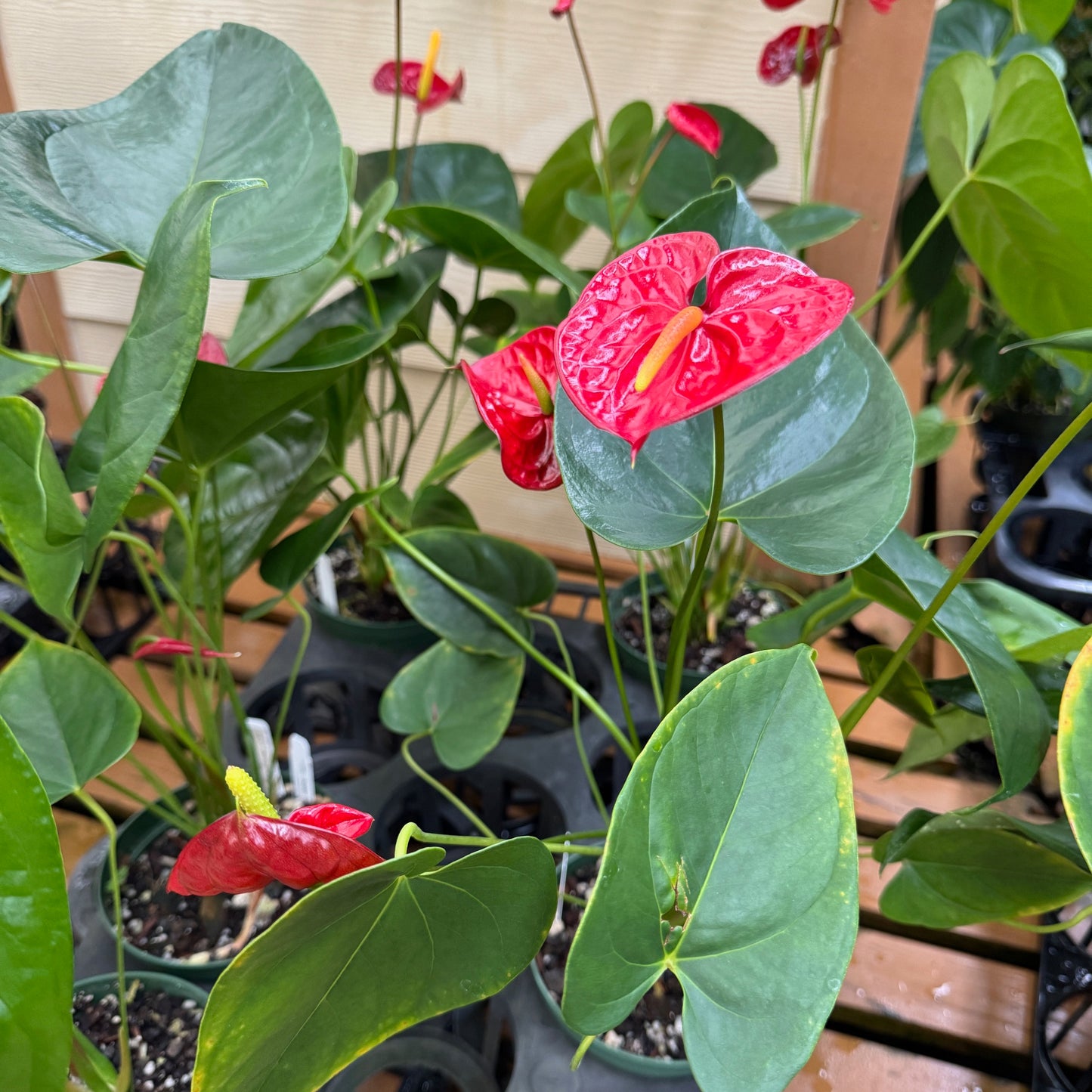 Anth. Queen of Hearts (Red Obake) - 4" Pot