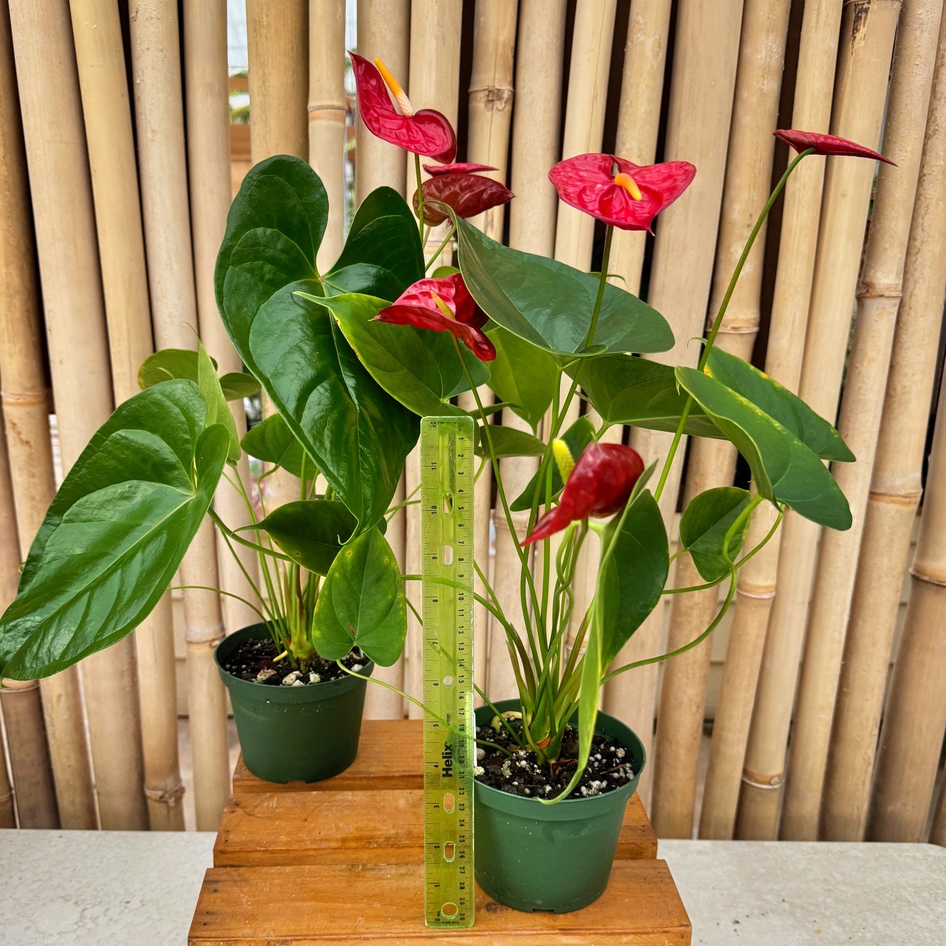 anthurium giant red heart Anth. Queen of Hearts (Red Obake)