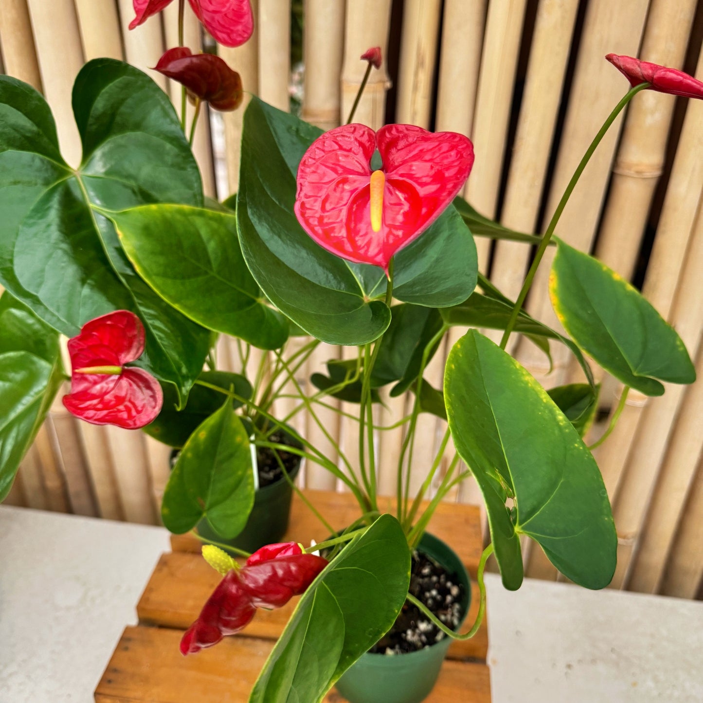 Anth. Queen of Hearts (Red Obake) - 4" Pot