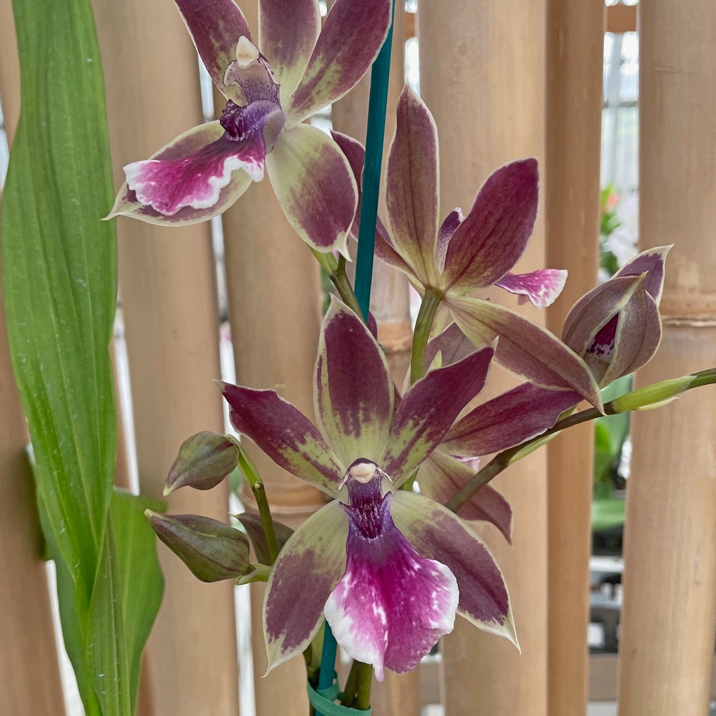 Galptm. Arlene Armour 'Conching' x Zygonisia Cynosure 'Blue Bird' (4" Pot) - Buds