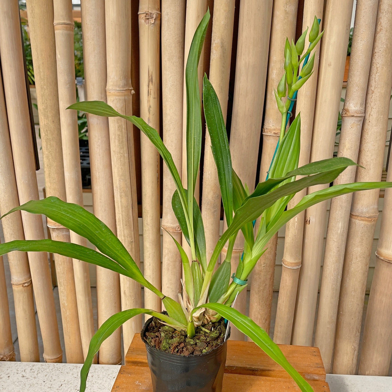 Galptm. Arlene Armour 'Conching' x Zygonisia Cynosure 'Blue Bird' (4" Pot) - Buds
