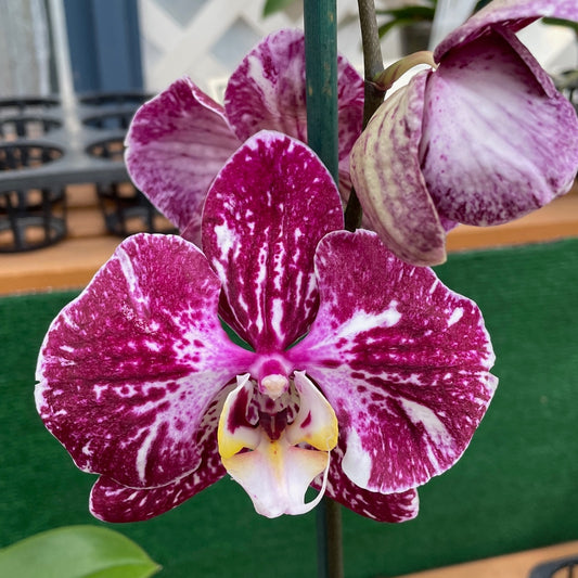Phal. Art Nouveau - Dark Splash