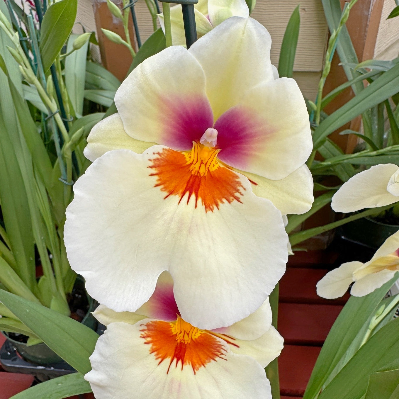 Mltnps. Arthur Cobbledick 'Springtime' HCC/AOS (5.5" pot) - Buds