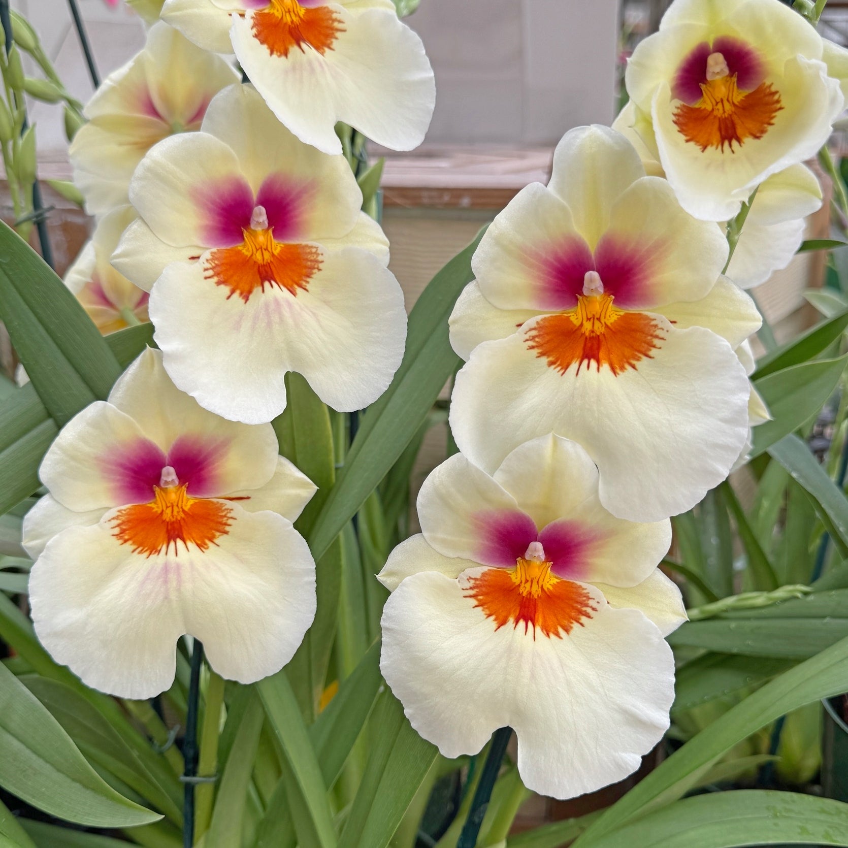 Mltnps. Arthur Cobbledick 'Springtime' HCC/AOS (4