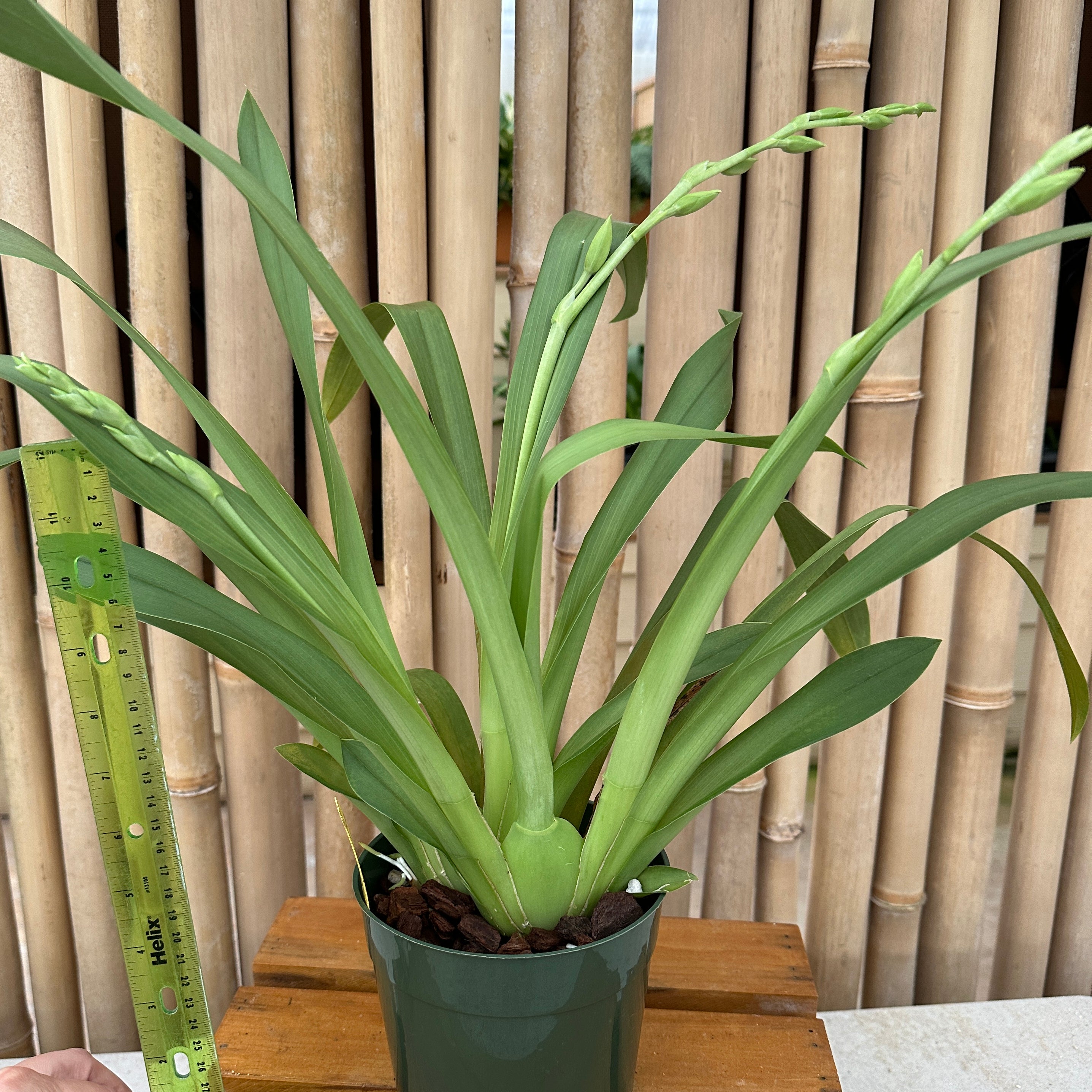 Mltnps. Arthur Cobbledick 'Springtime' HCC/AOS (5.5