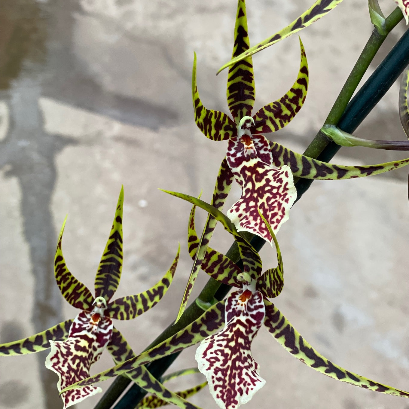 Arthurara Sea Snake 'Unforgettable' (4" Pot) - Not Blooming