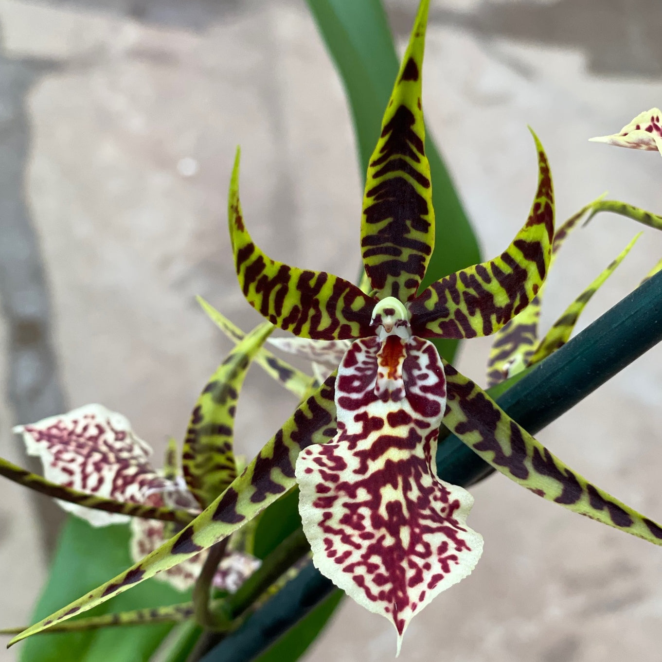 Arthurara Sea Snake 'Unforgettable' (4" Pot) - Not Blooming