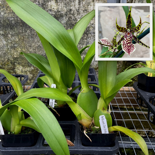 Arthurara Sea Snake 'Unforgettable' (4" Pot) - Not Blooming