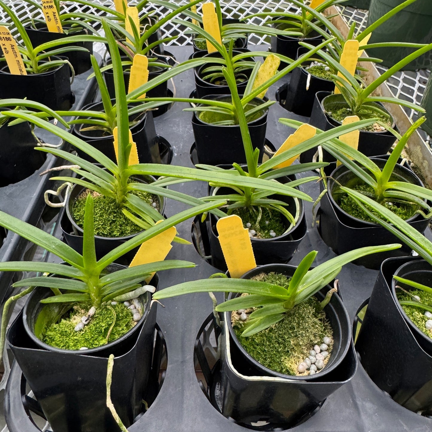 Ascocentrum miniatum x sib (2" Pot) - Not Blooming