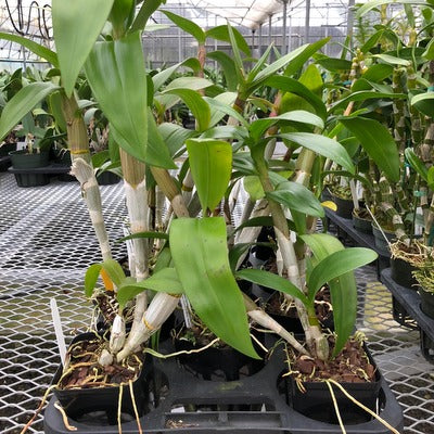 Den-Phal Orchid Plant (4" Pot) - Not Blooming