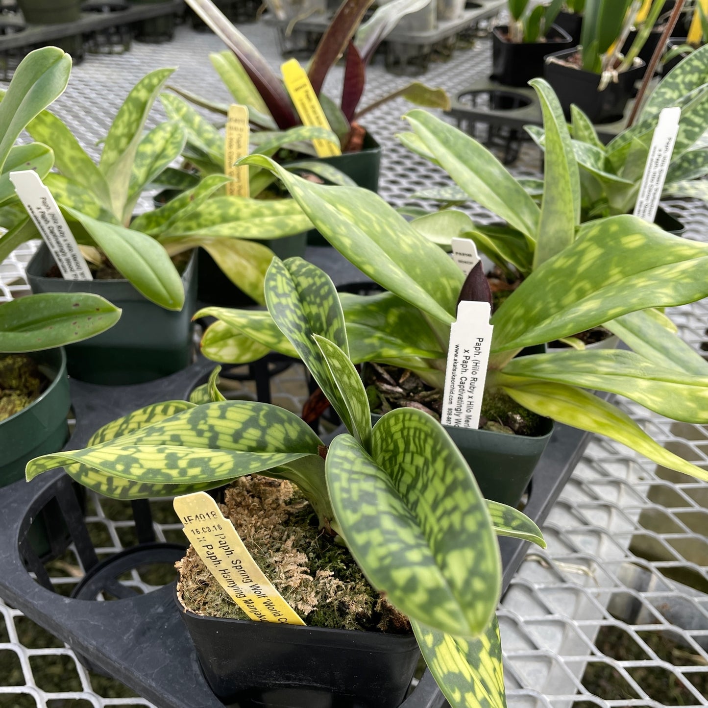 Paph. Maudiae (Grower's Choice) - Not Blooming