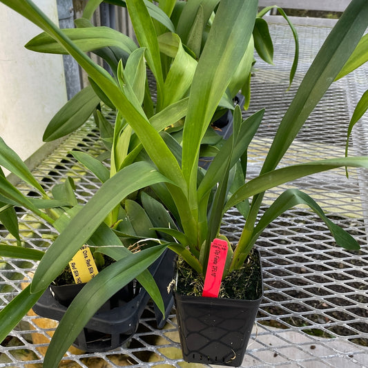 Any Odnt/Onc. Plant (4"Pot) - Not Blooming