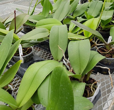 Grower's Choice Phalaenopsis  Plant (4" Pot)-Not Blooming