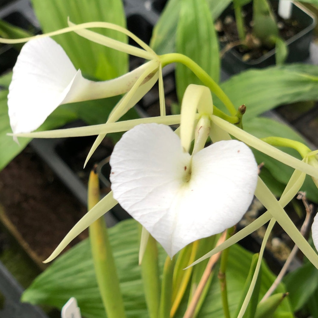 B. Little Stars (4" Pot) - Not Blooming
