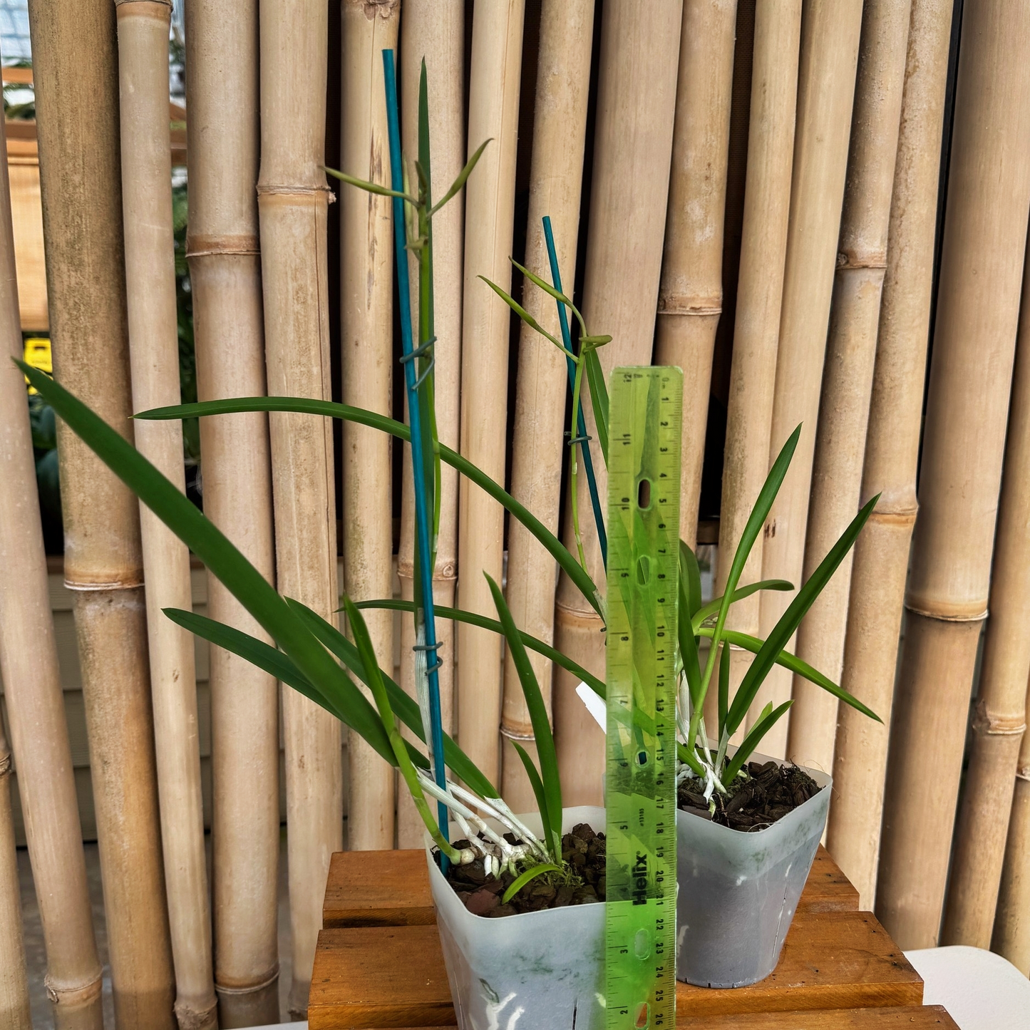 B. Little Stars (4" Pot) - Buds