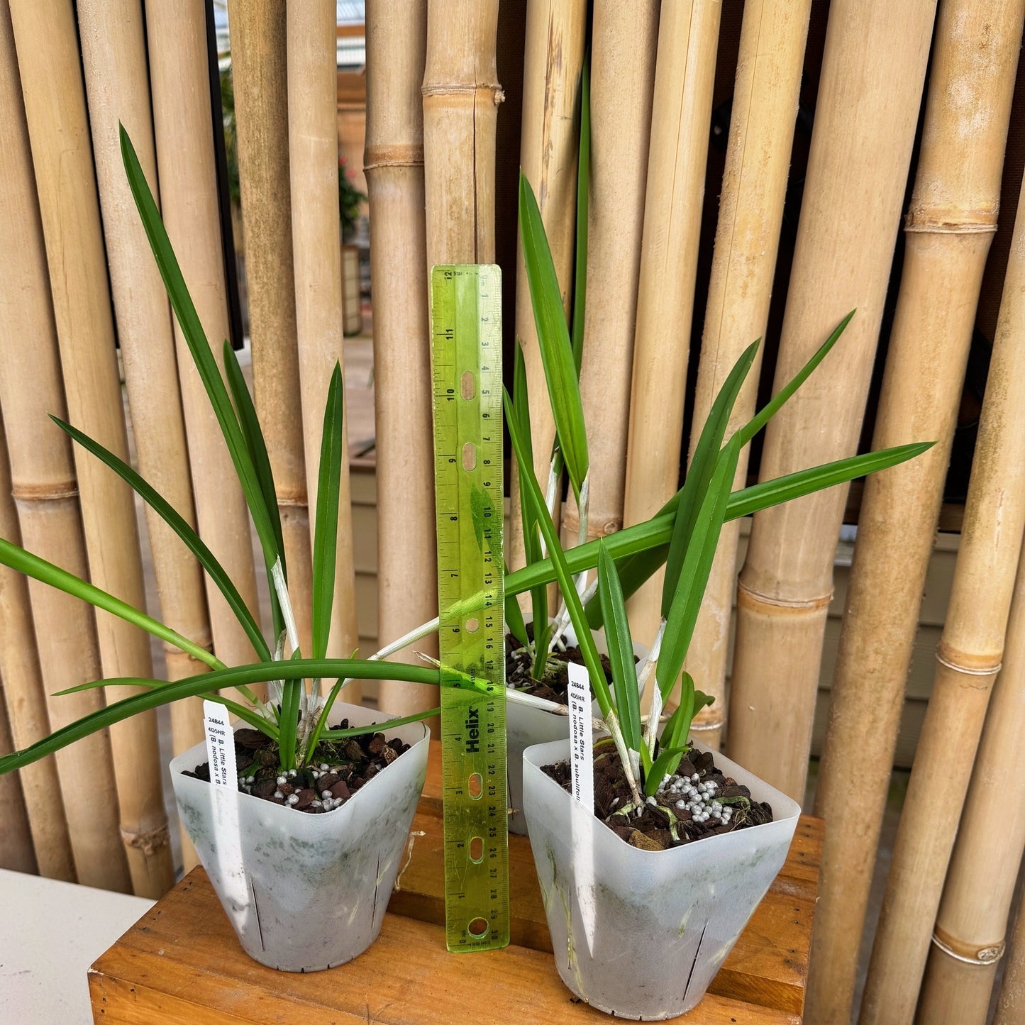 B. Little Stars (4" Pot) - Not Blooming