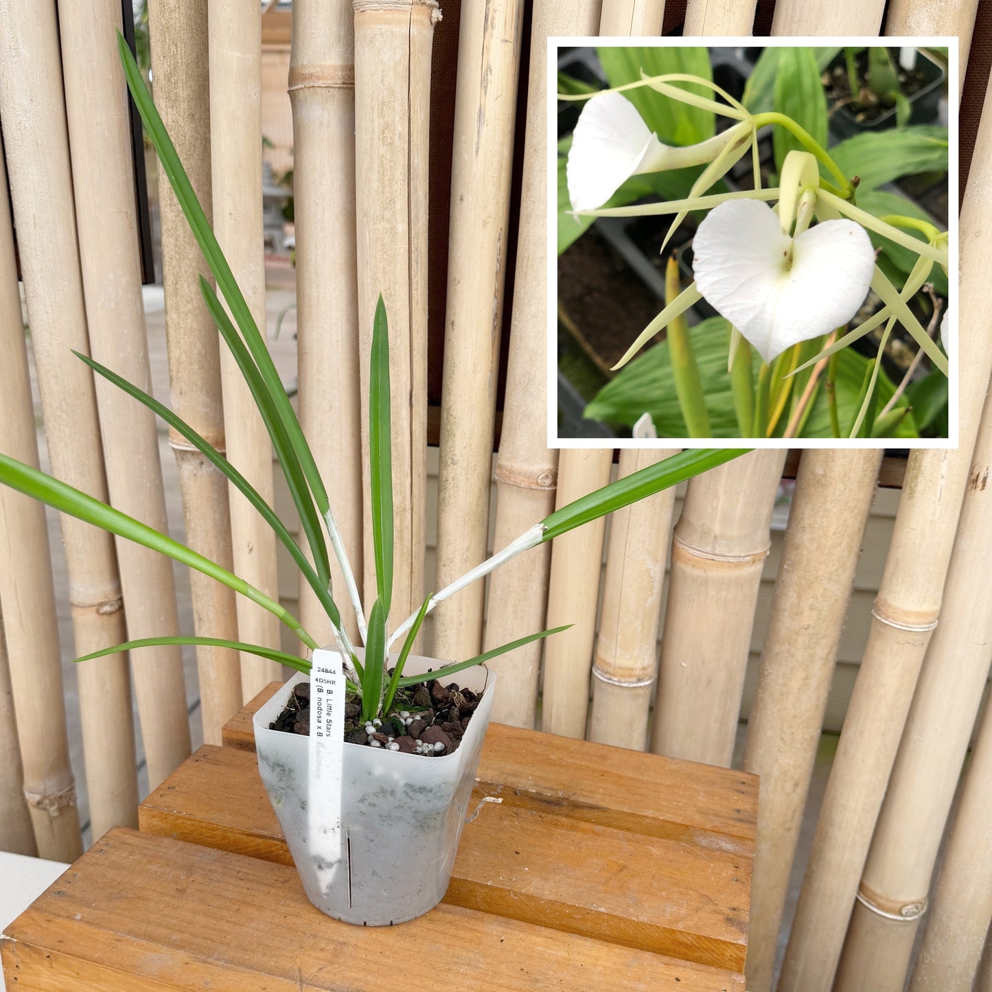 B. Little Stars (4" Pot) - Not Blooming