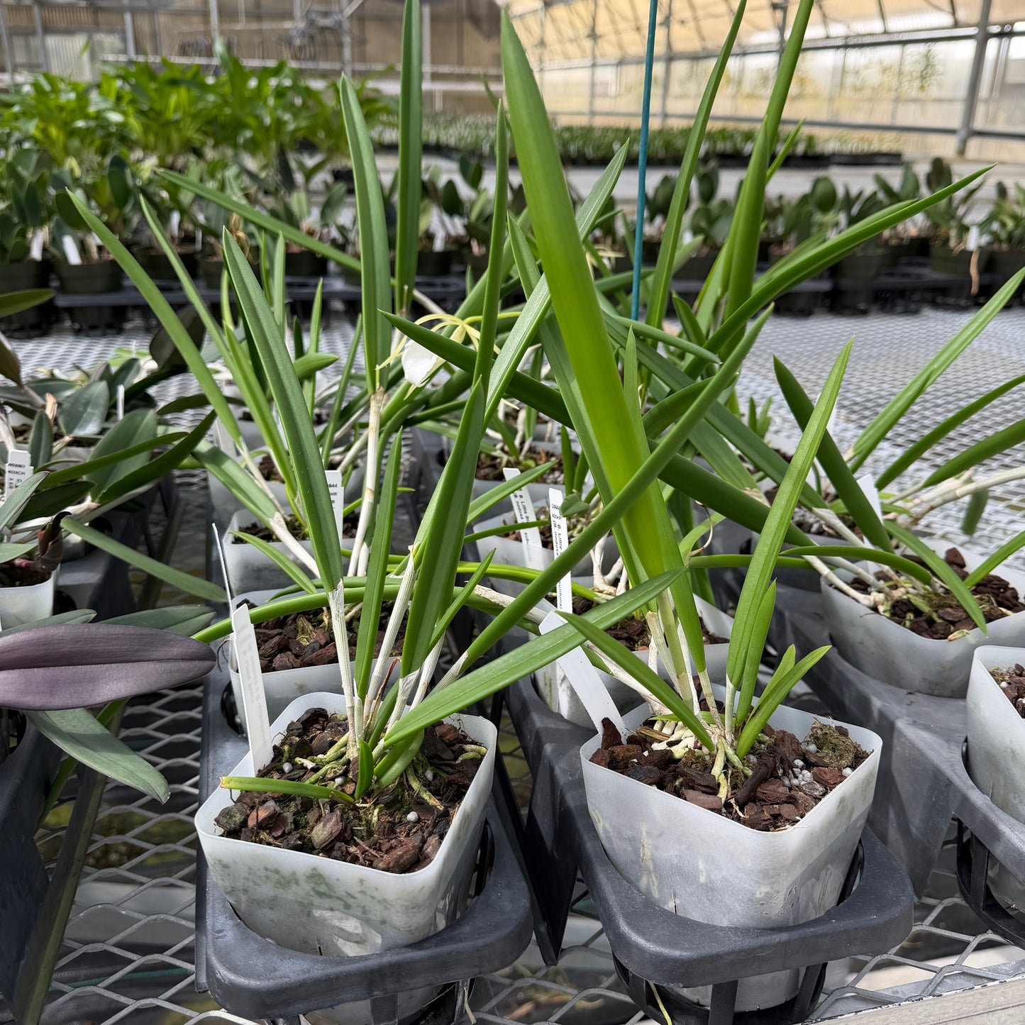 B. Little Stars (4" Pot) - Not Blooming