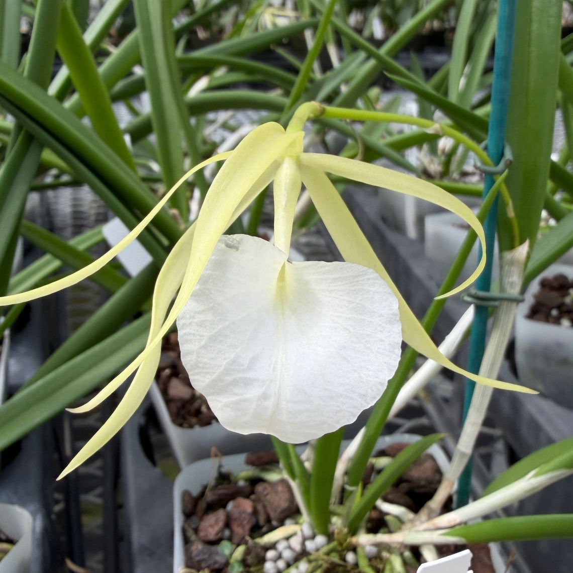 B. Little Stars (4" Pot) - Not Blooming
