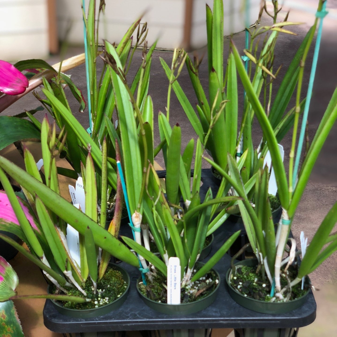 B. Little Stars (4" Pot) - Buds