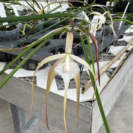 Brassavola cucullata var. appendiculata x sib (Buds)