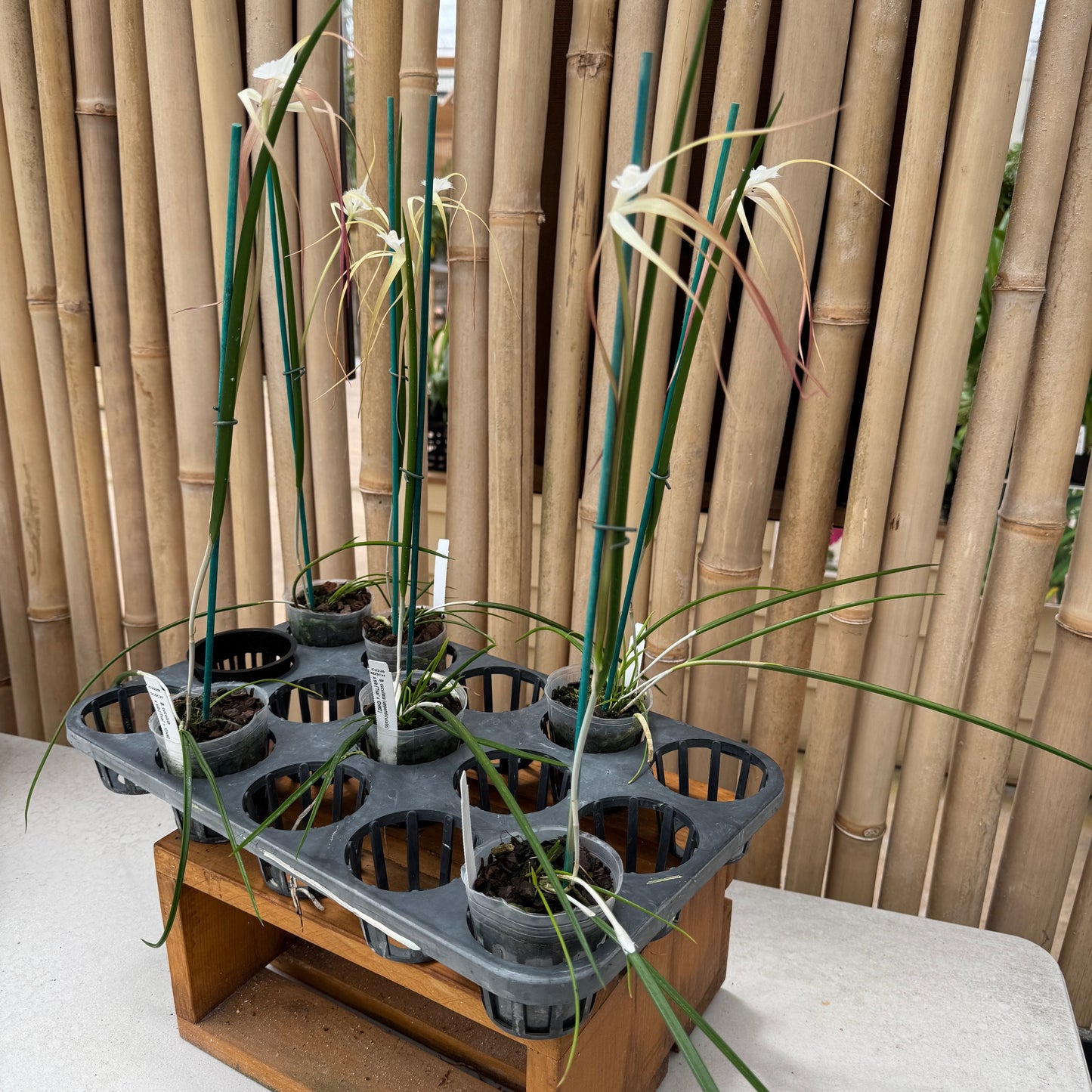 Brassavola cucullata var. appendiculata x sib (Buds)