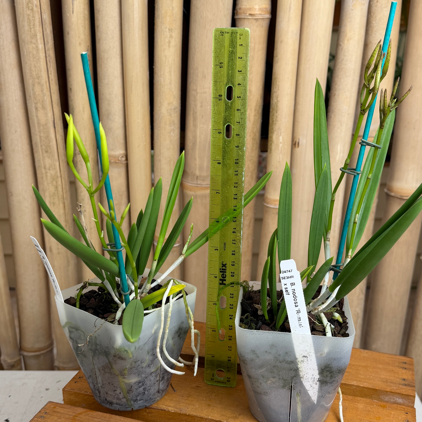B. nodosa 'Remar' x self (4" pot) - Buds