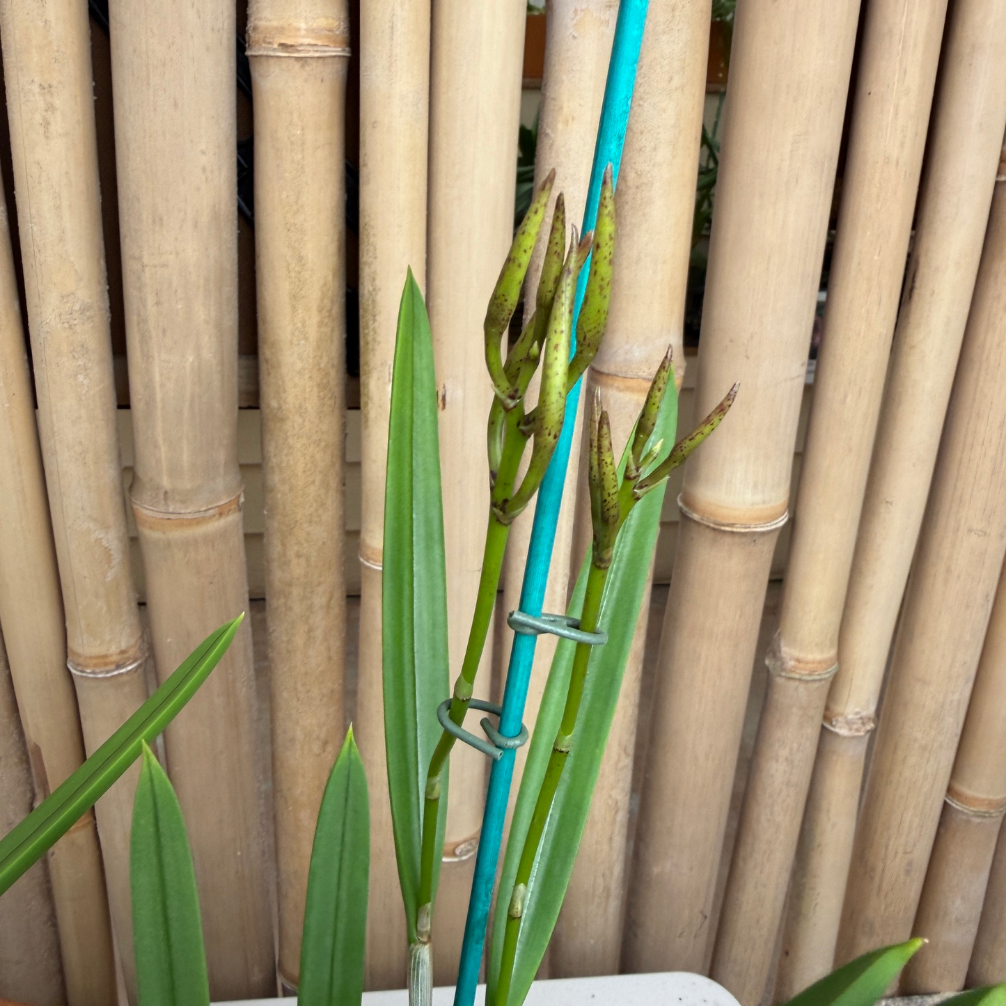 B. nodosa 'Remar' x self (4" pot) - Buds