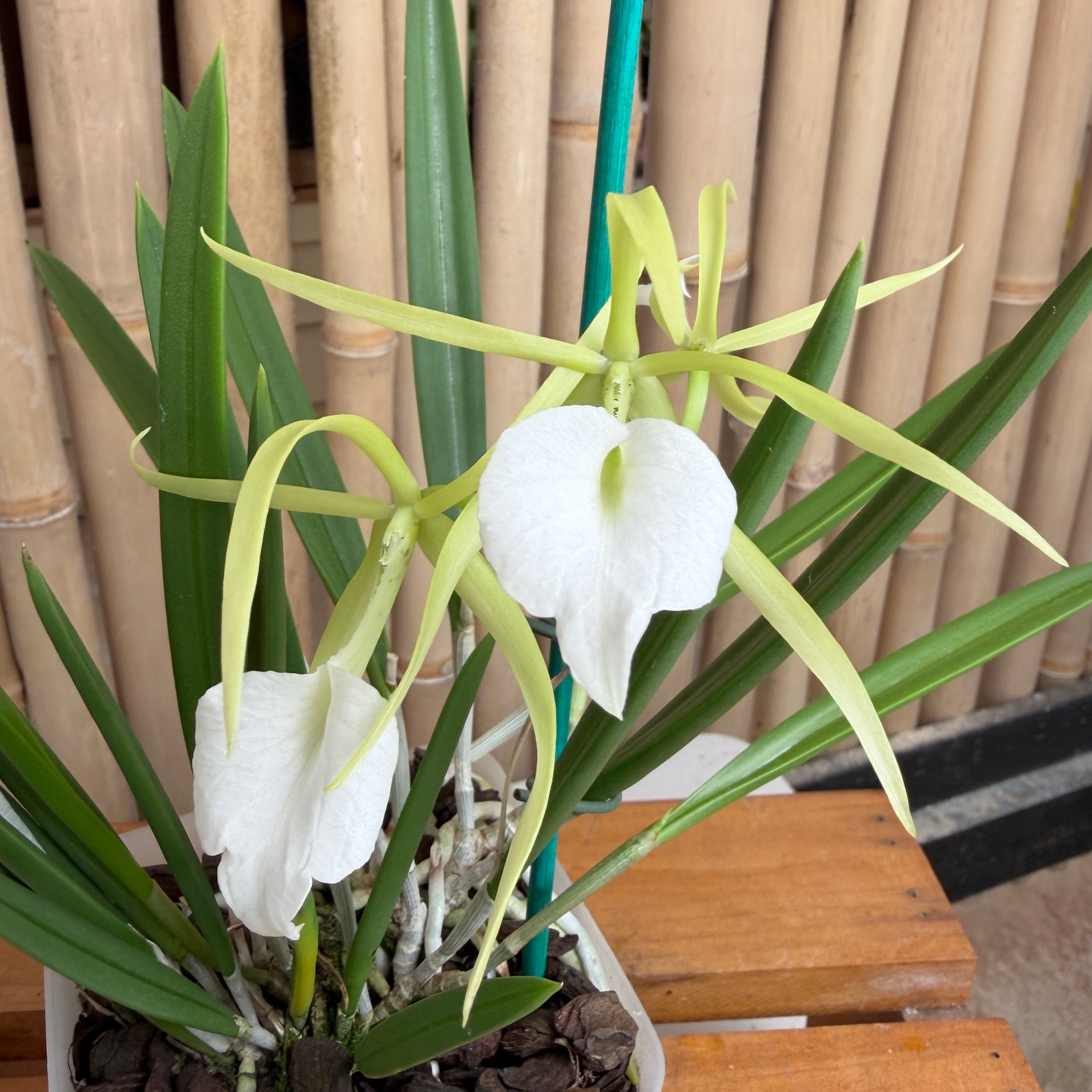 B. nodosa 'Remar' x self (4" pot) - Buds