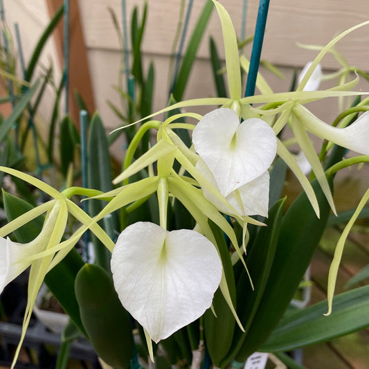 Brassavola nodosa '4N' x '24088' (4" pot) - Buds