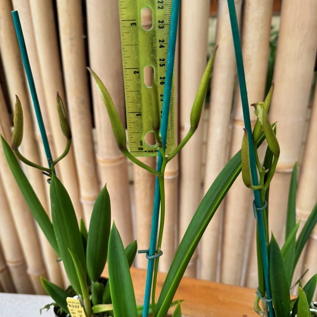 Brassavola nodosa '4N' x '24088' (4" pot) - Buds