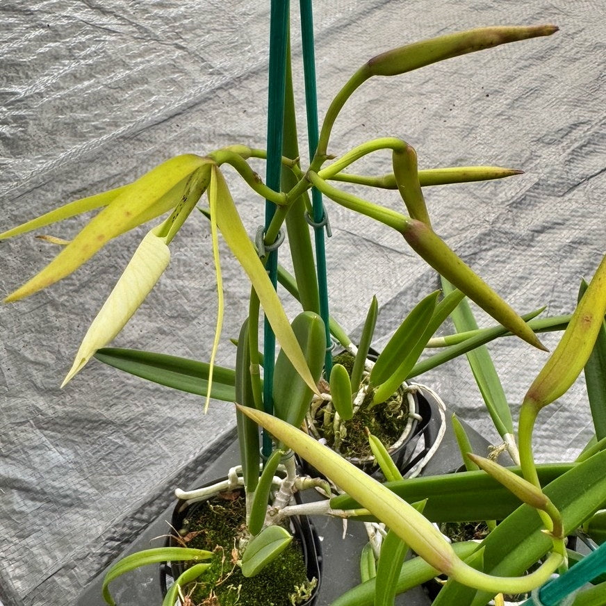 Brassavola nodosa '4N' x '24088' (4" pot) - Buds