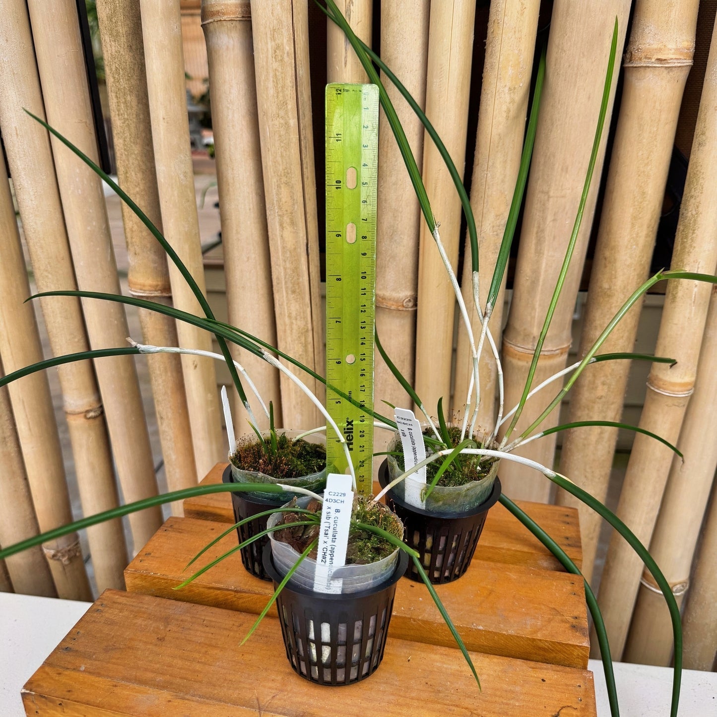 Brassavola cucullata var. appendiculata x sib (Not Blooming)