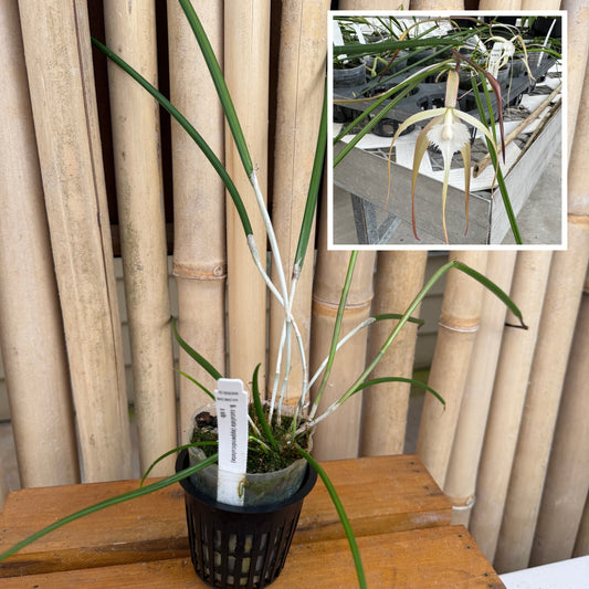Brassavola cucullata var. appendiculata x sib (Not Blooming)