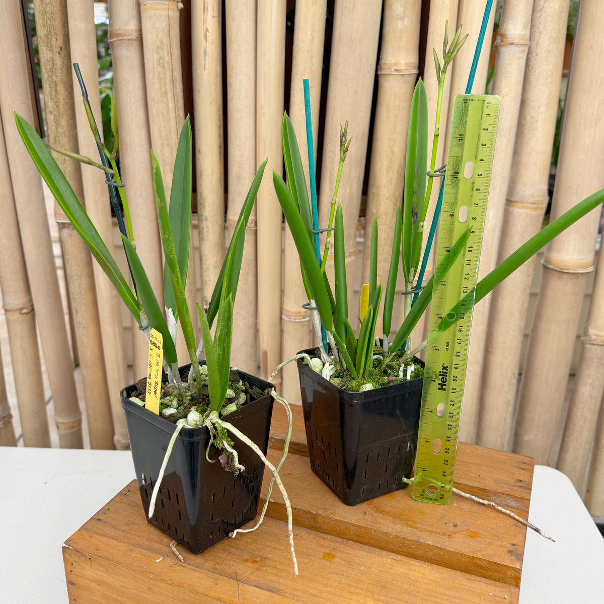 B. nodosa x sib (4" pot) - Buds