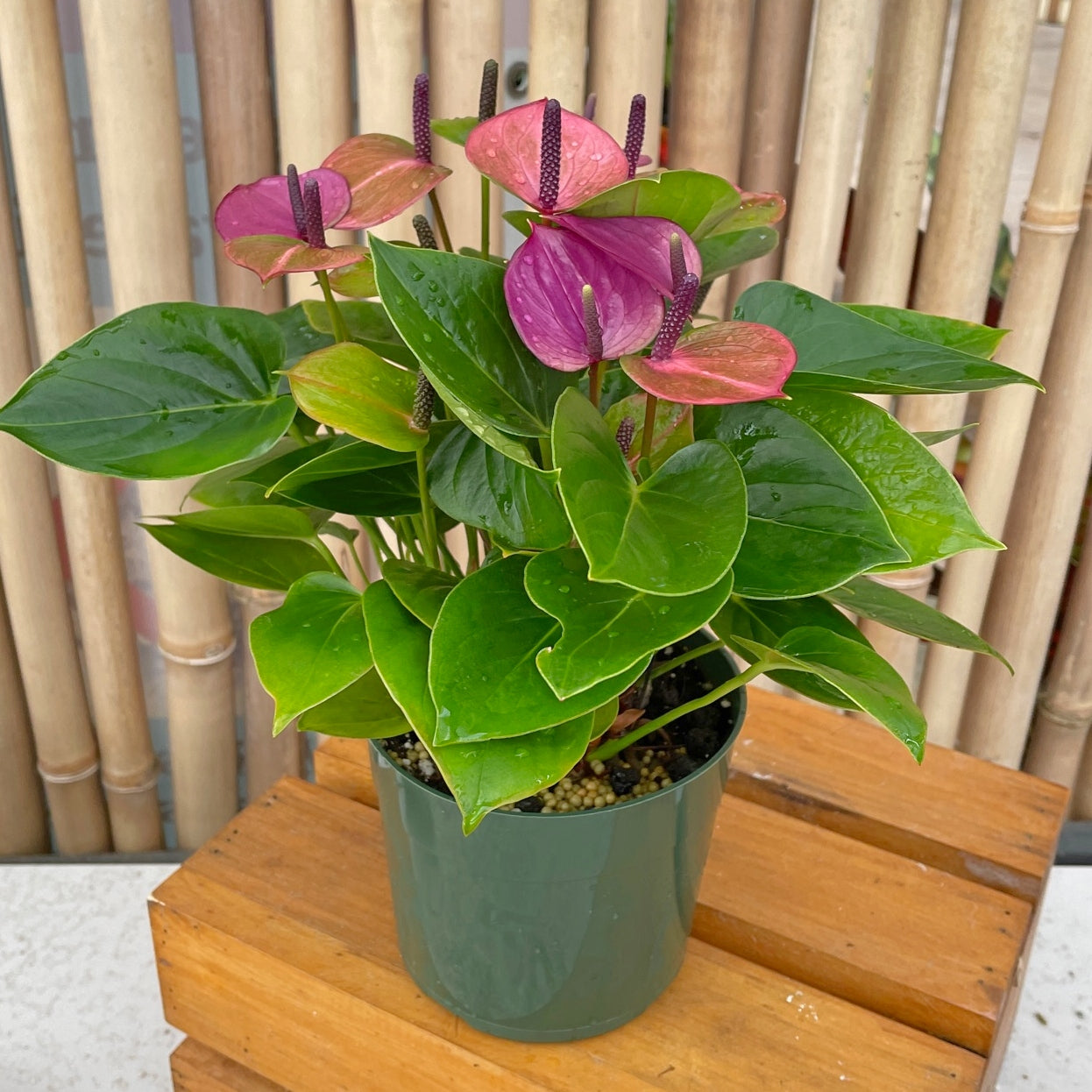 Anth. Baby Purple (5.5" Pot)