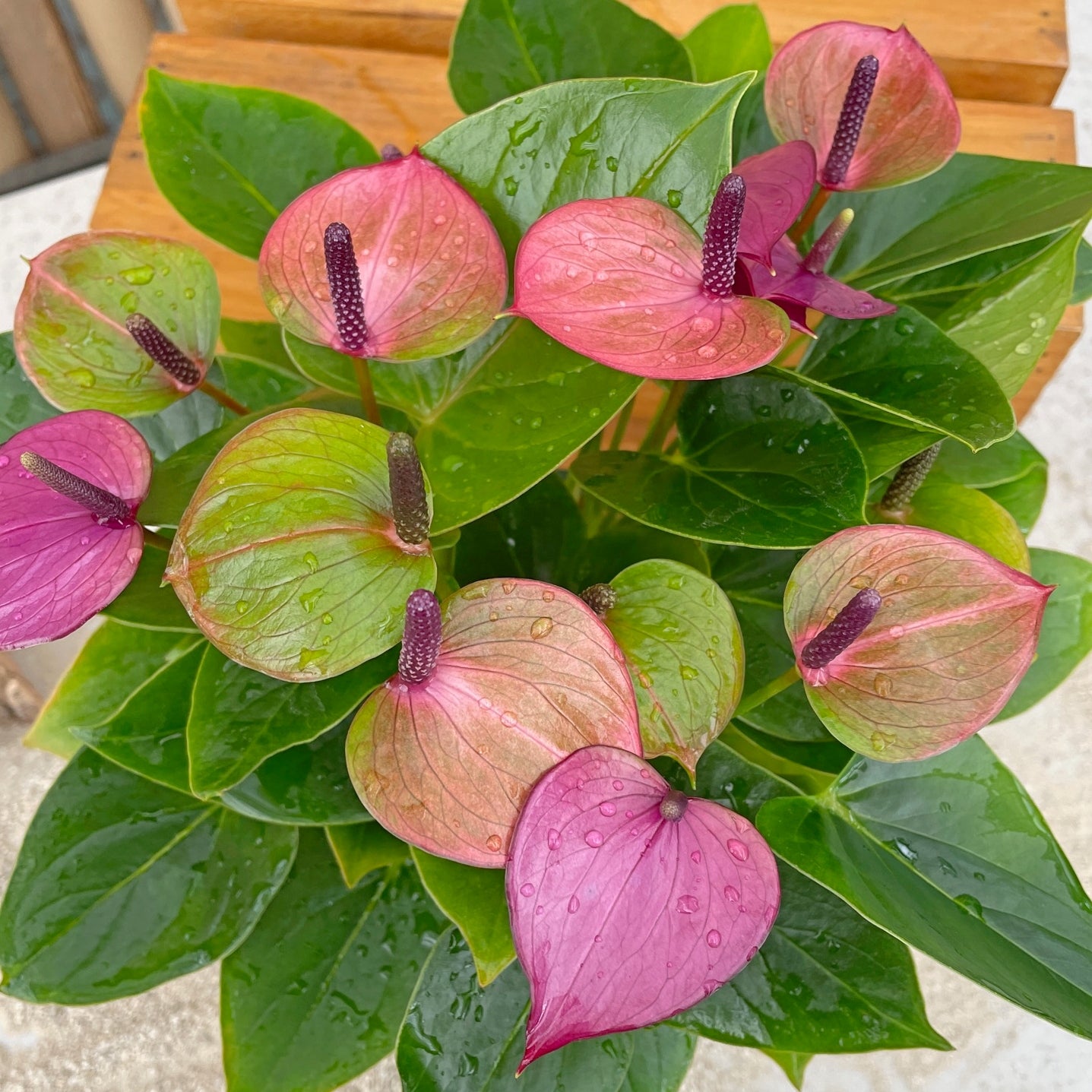 Anth. Baby Purple (5.5" Pot)