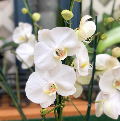 Phal. Road Trip (Double Spike) – Akatsuka Orchid Gardens