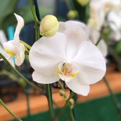 White Phalaenopsis  Plant  - OPEN BLOOMS
