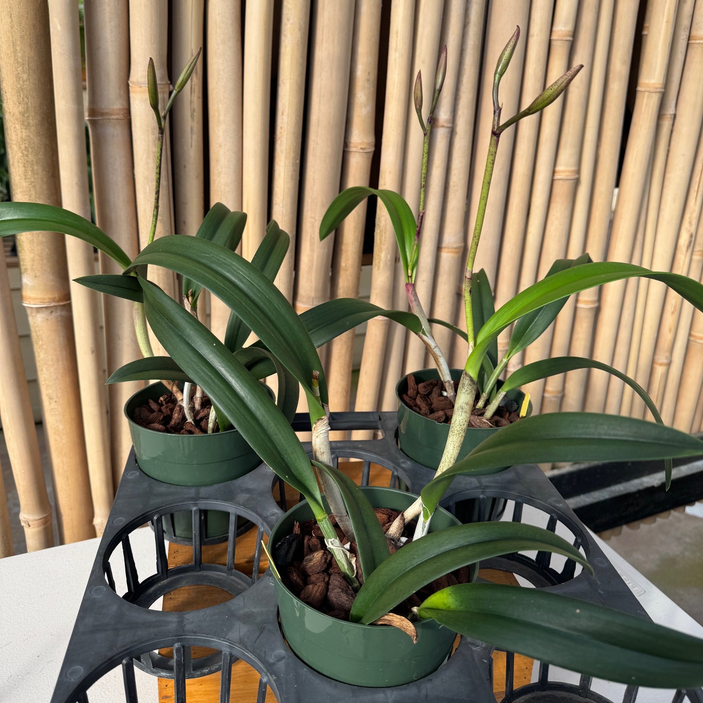 Bc. Yu Toung Star 'No. 1' (5.5" Pot) - Buds