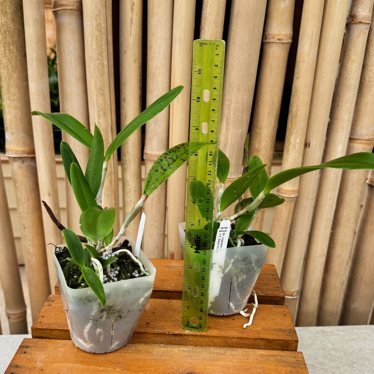 Bc. Hippodamia x C. Small World (4" Pot) -Not Blooming