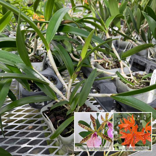 Bc. Hippodamia 'Leopard Spots'  x Gur. aurantiaca 'Spots' (4" Pot) -Not Blooming