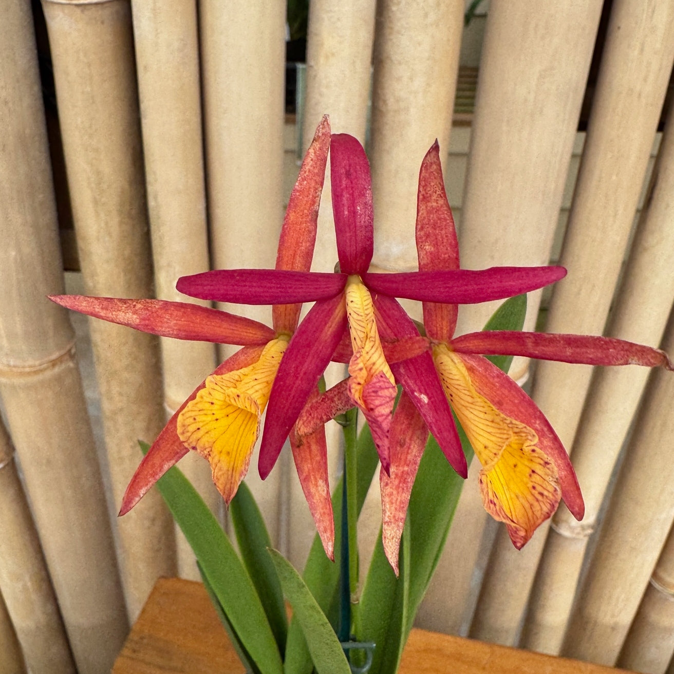 Bc. Richard Mueller (4" Pot) -Budded