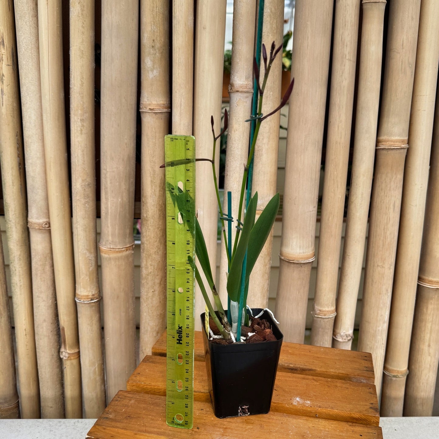 Bc. Richard Mueller (4" Pot) -Budded