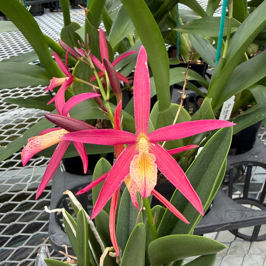 Bc. Richard Mueller (4" Pot) -Budded