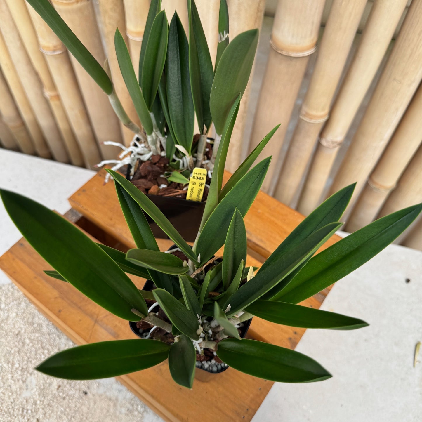 Bc. Richard Mueller (4" Pot) - Not Blooming