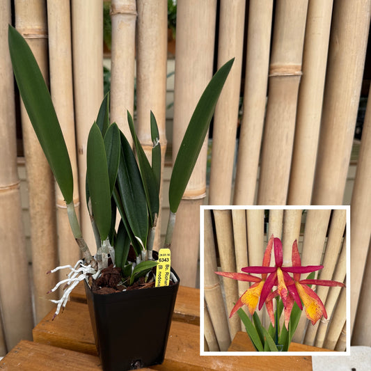 Bc. Richard Mueller (4" Pot) - Not Blooming