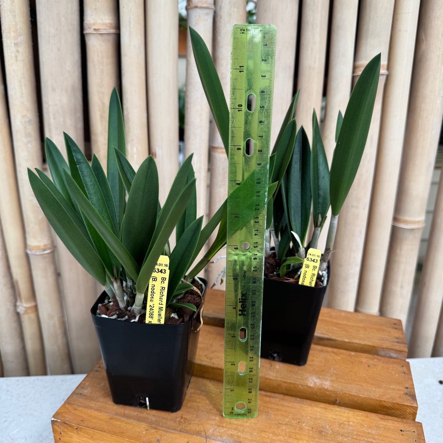 Bc. Richard Mueller (4" Pot) - Not Blooming