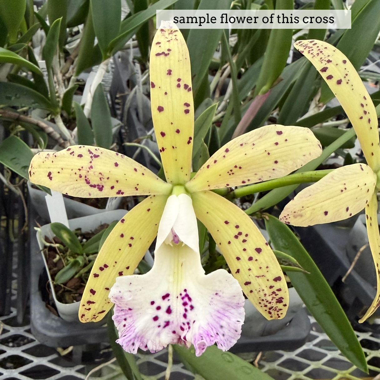 Bc. Walter August 'Twinkle' x C. Jungle Eyes 'HOF' (4" Pot) -Not Blooming